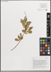 Foto von Salix L.